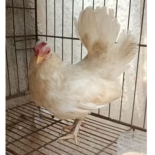 ayam kate betina dewasa