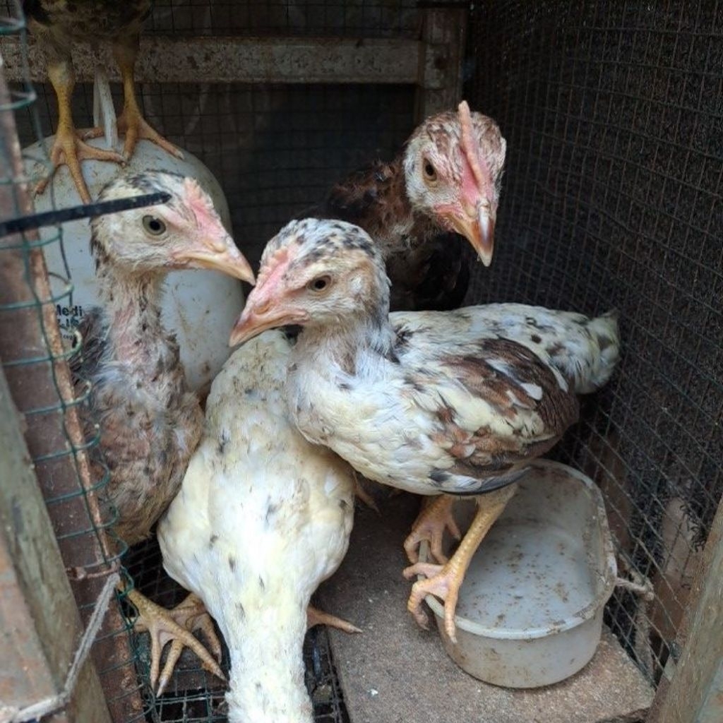 Anak Ayam kampung Asli/piyik Ayam/pitik Ayam usia 6 mingguan