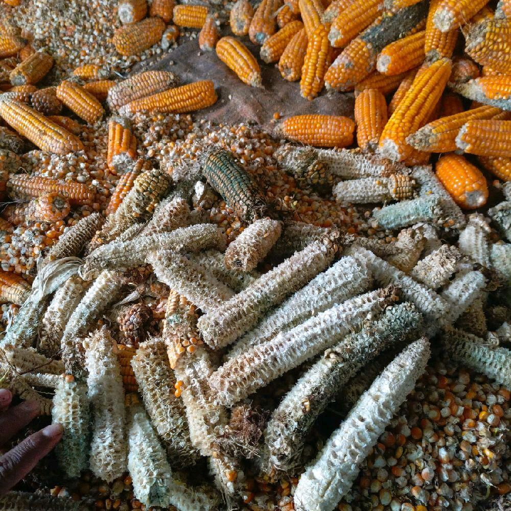 Bonggol Janggel Jagung Utuh Kering Sekilo Grosir