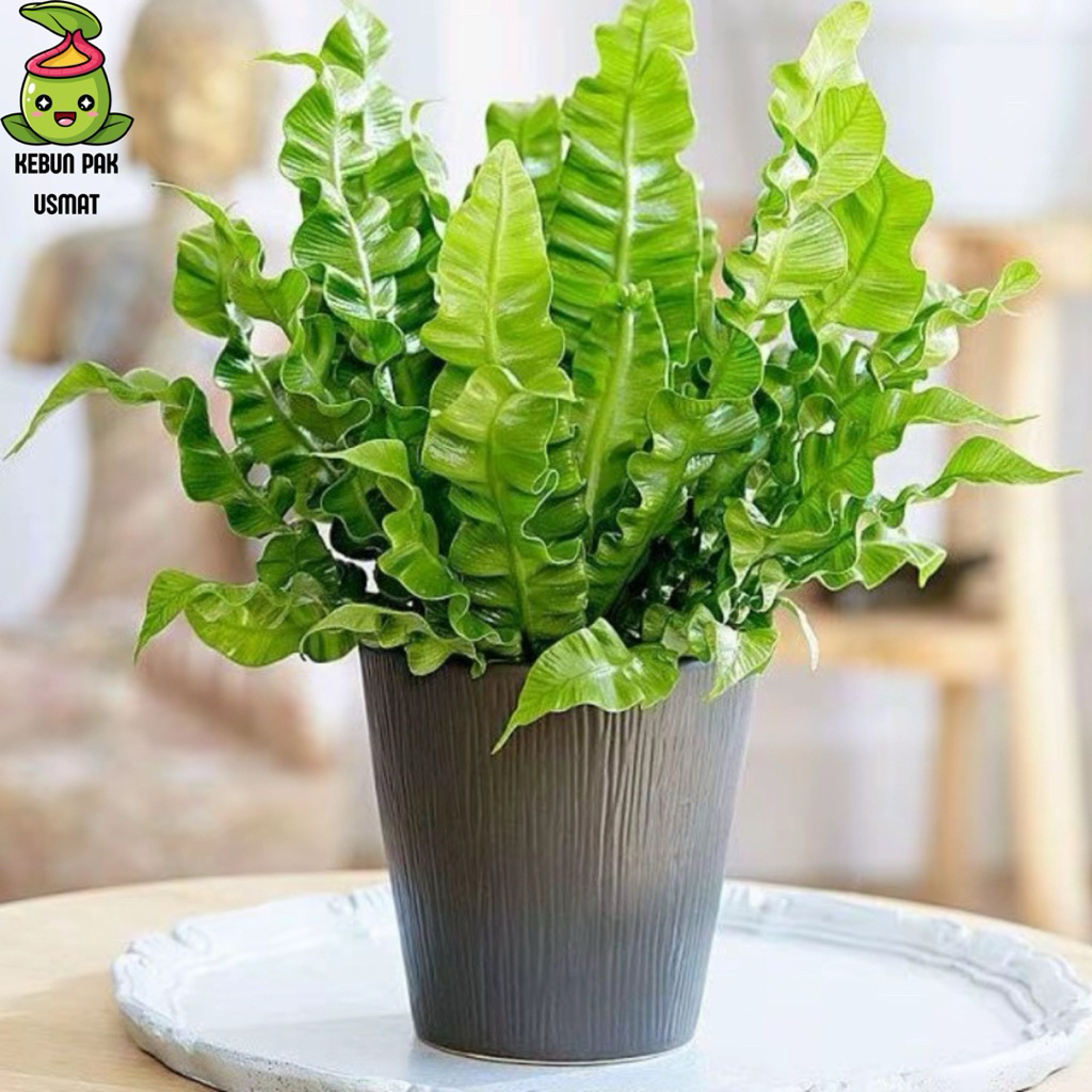 Tanaman Hias Kadaka Lasagna Murah Rimbun