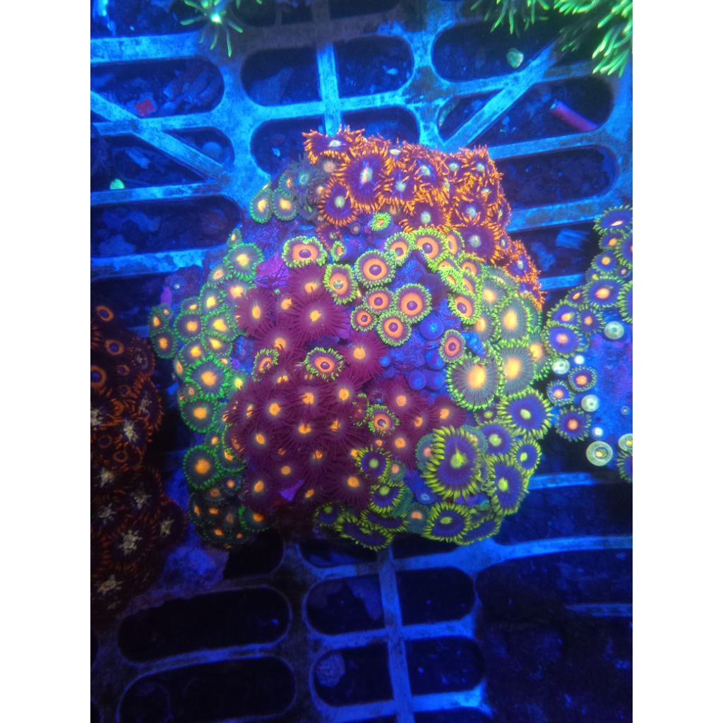 zoa mix  koloni sesuai foto