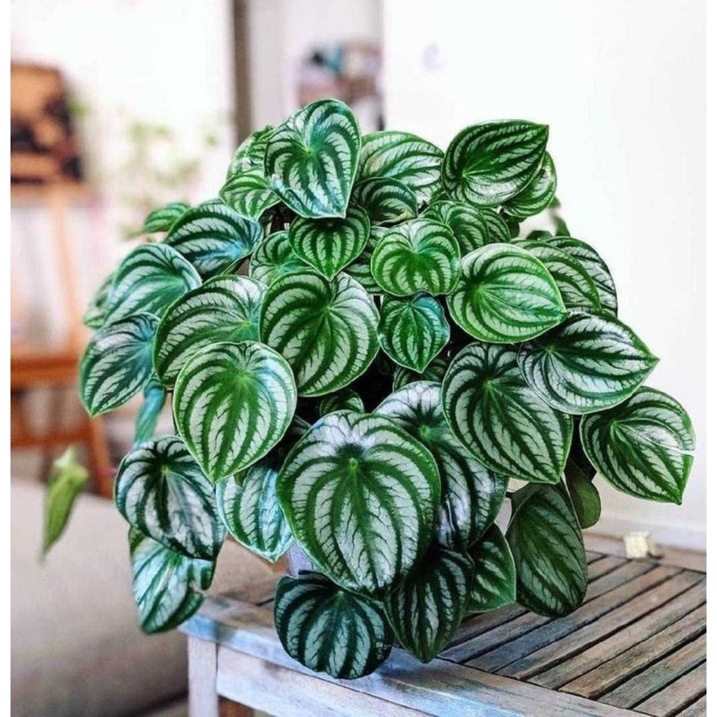 watermelon peperomia - watermelon