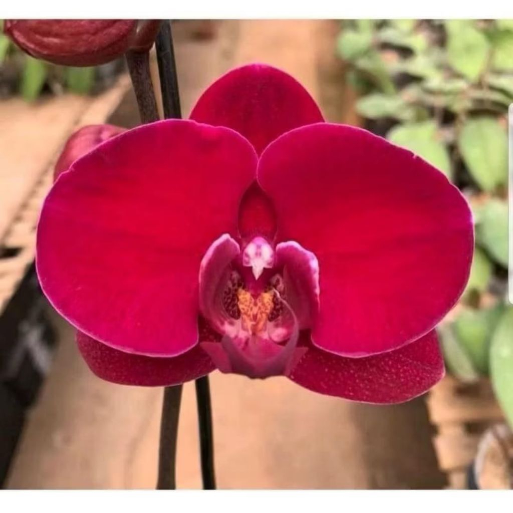 anggrek bulan dewasa bunga merah red polos spike