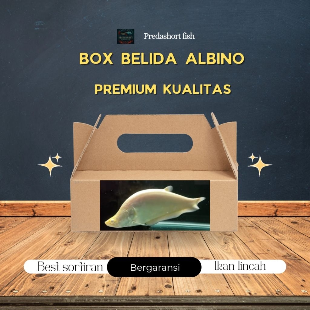 BOX kardus isi BELIDA albino bergaransi