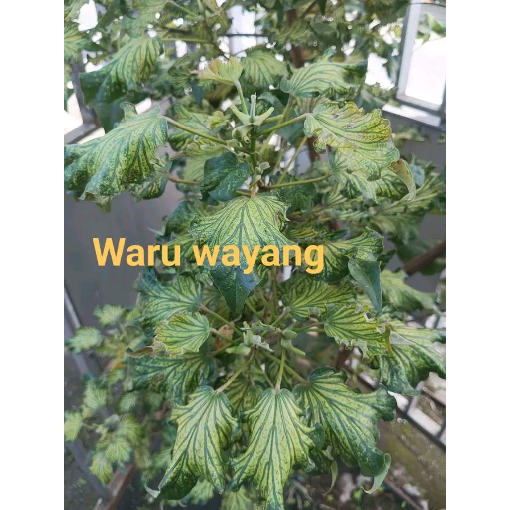 tanaman hidup waru wayang tanaman hias