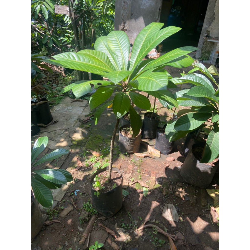 cangkok mamey sapote magana & lorito