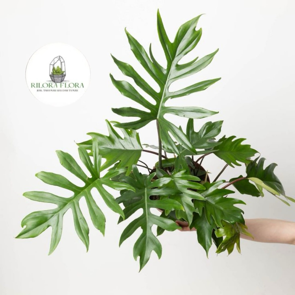 Tanaman hias philodendron mayoi - Pohon philodendron mayoi