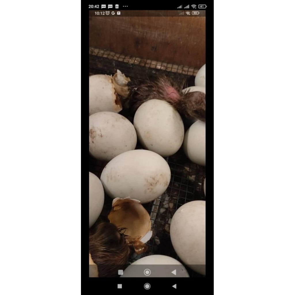 TELUR AYAM CEMANI ASLI 100% ORI (BELUM FERTIL)