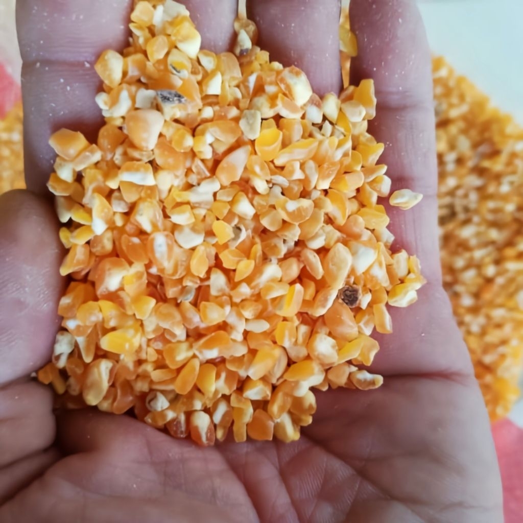 Jagung giling bersih beras jagung 1kg jagung pecah pakan ternak jagung kecil pakan ternak pakan alte