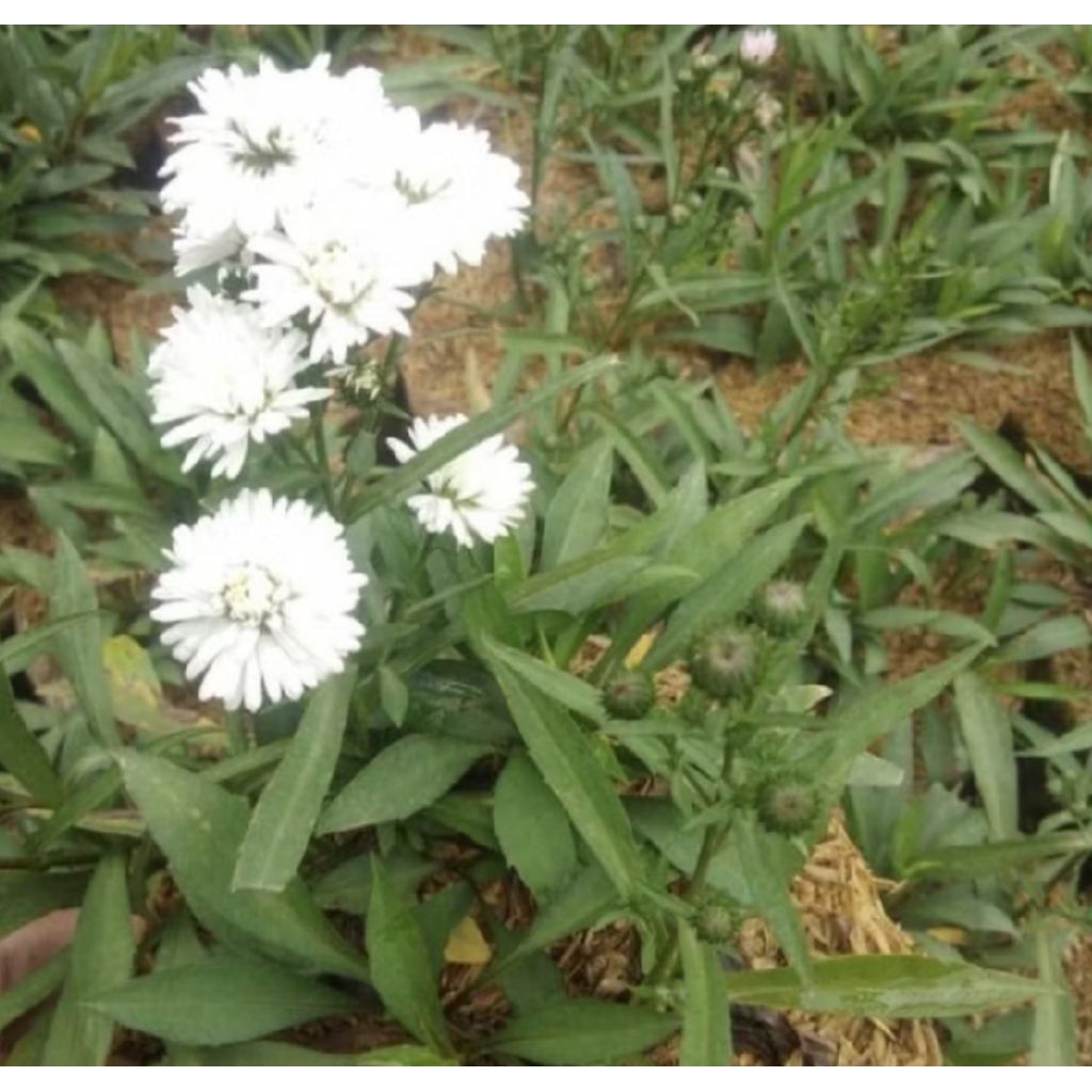 Pohon Pikok Bunga Putih/ Tanaman Hias Pikok Bunga Putih