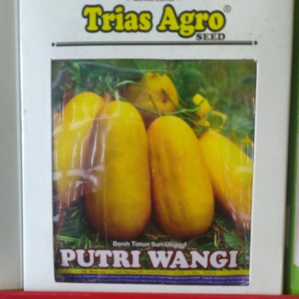 Bibit Timun Suri Putri Wangi