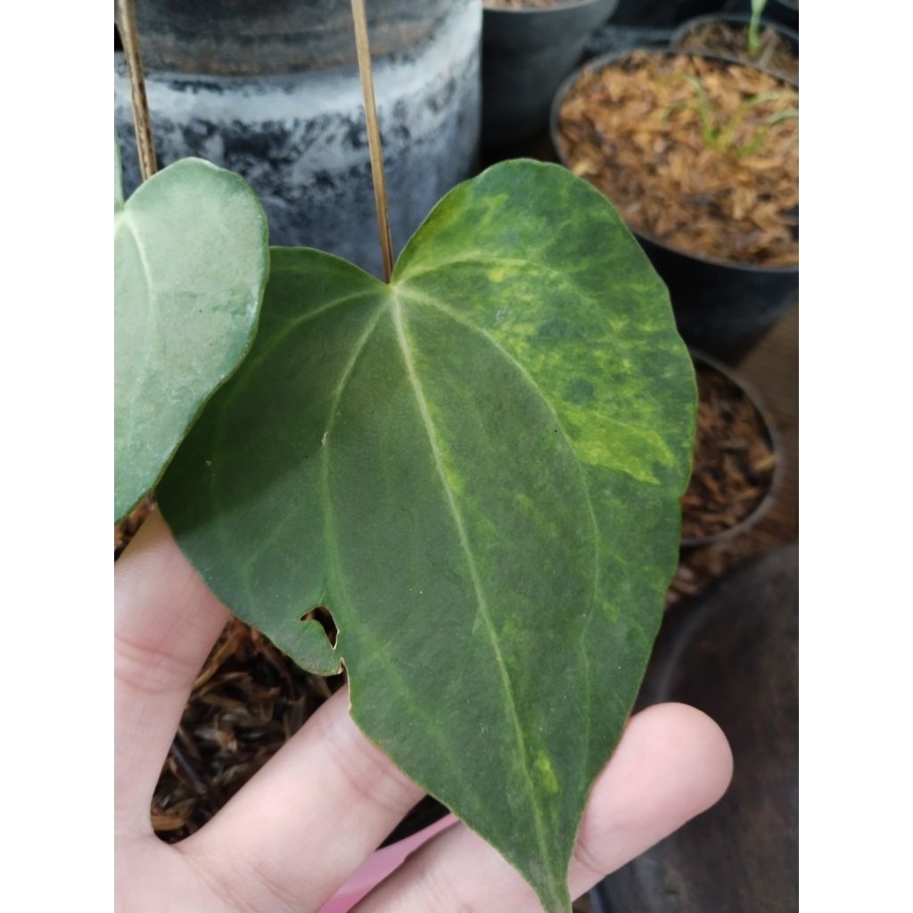 anthurium clarinervium dark form varigata