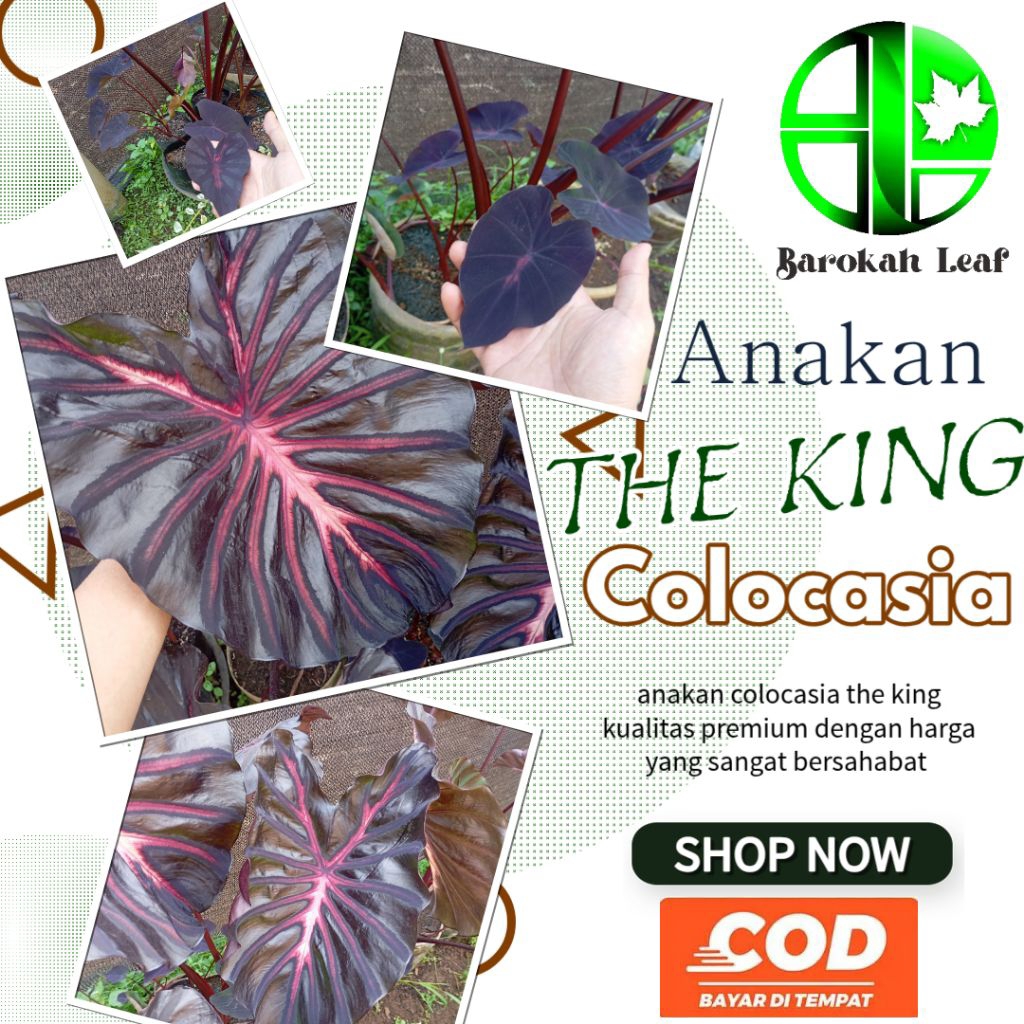 Anakan Colocasia The King – Tanaman Talas Hias Premium Daun Besar Super Eksotis Harga Paling Bersaha