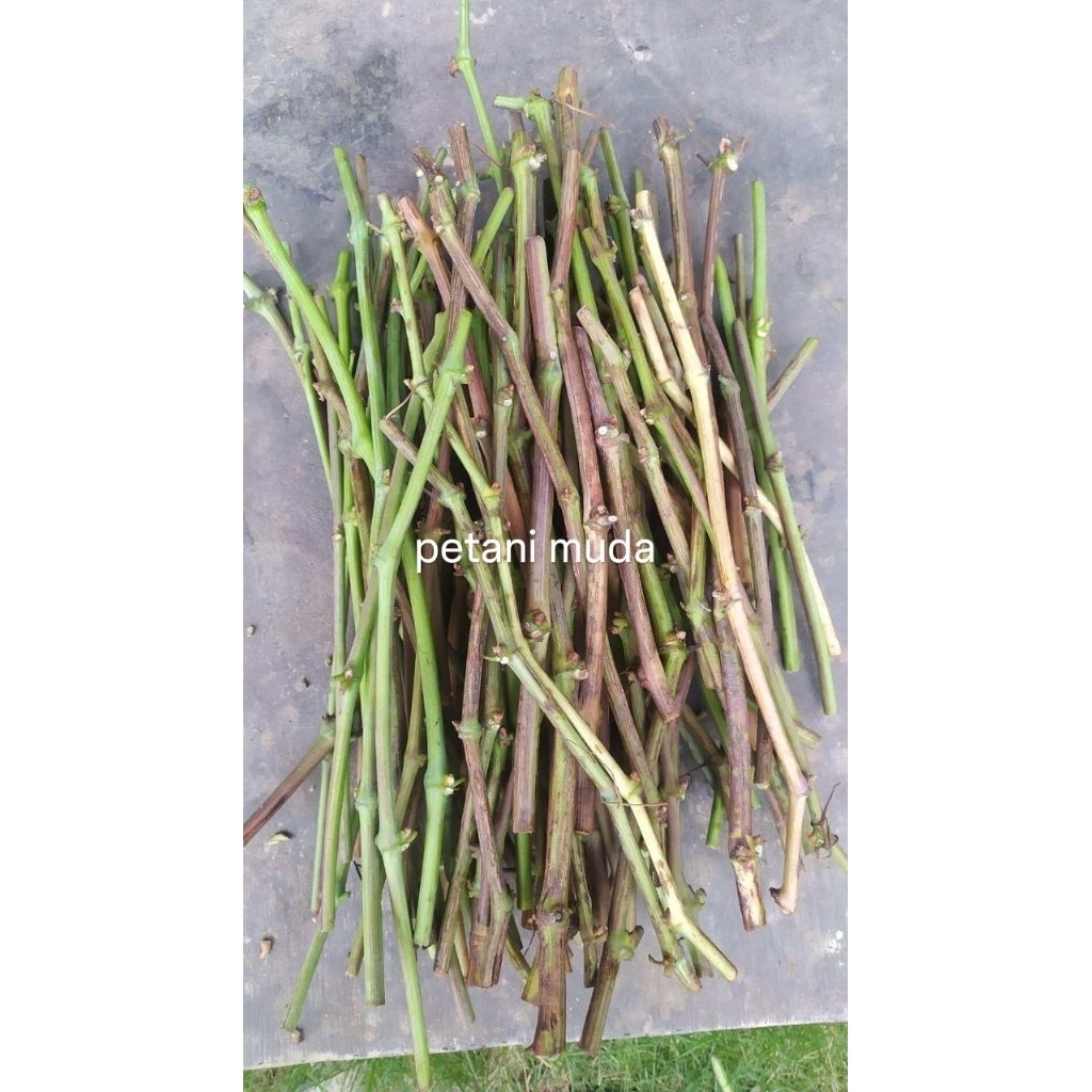 Entres Anggur Import (Asli/Valid)