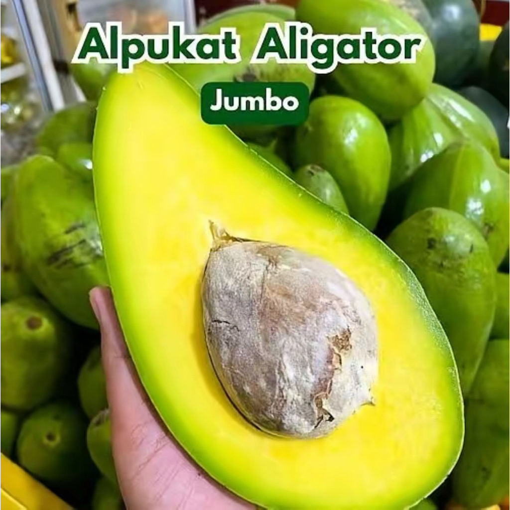Bibit Alpukat Aligator Siap Berbuah