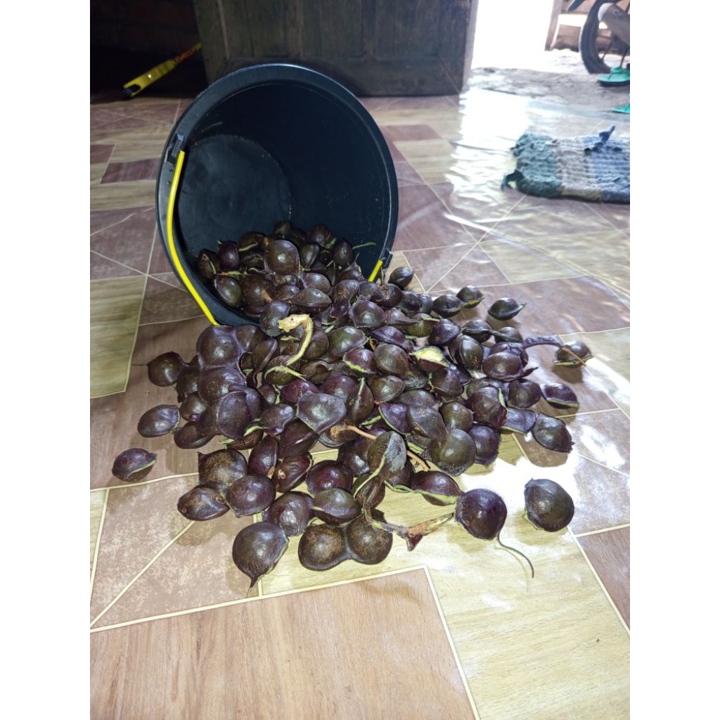 Jengkol Muda dan Tua Segar 1 kg, Kulit Masih Utuh