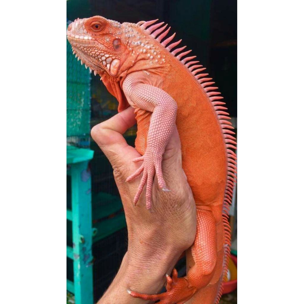 mainan super red iguana/baby sr iguana/mainan iguana