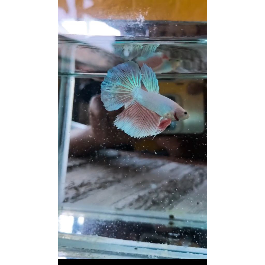 cupang halfmoon pink aurora