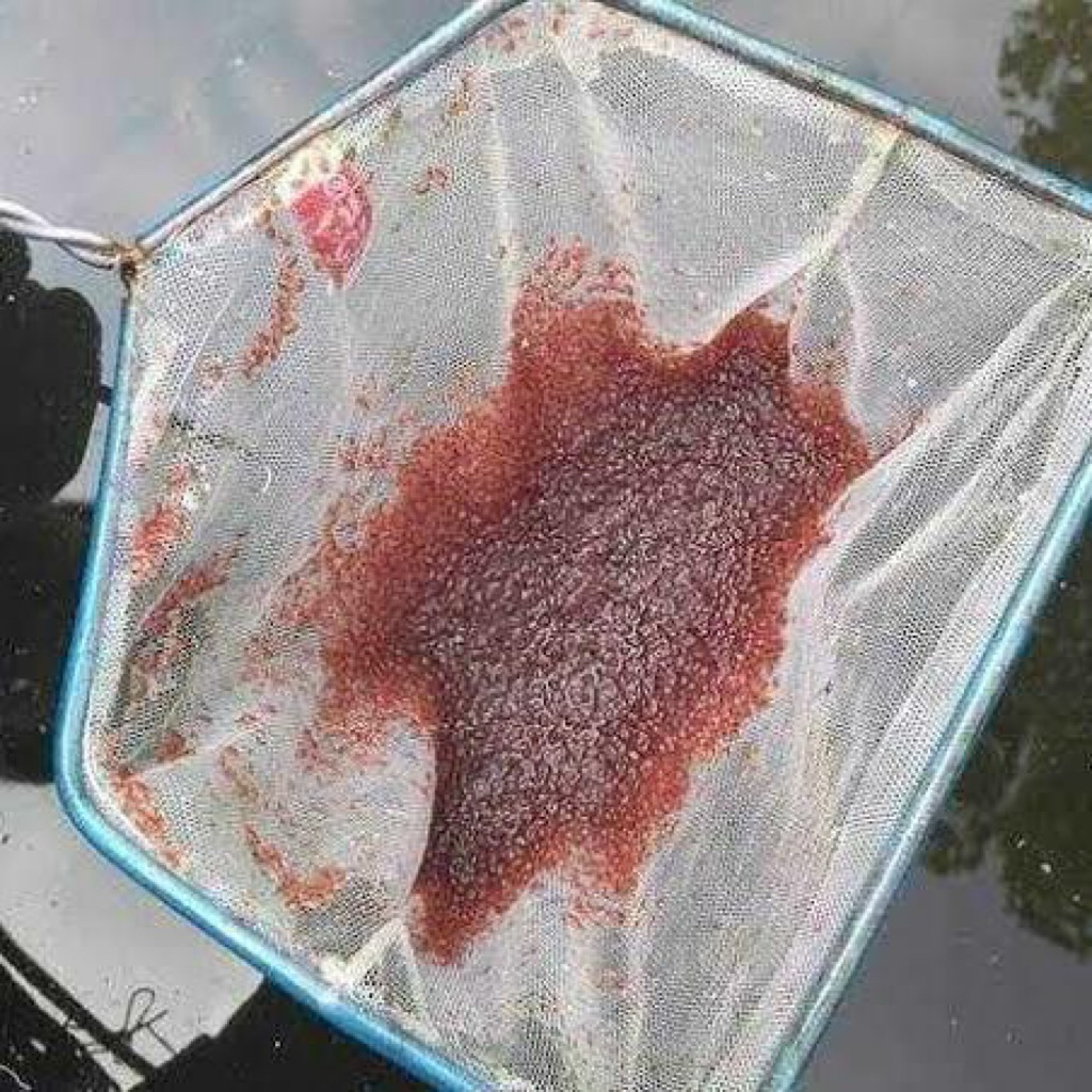 kutir kutu air hidup moina makanan ikan burayak anakan hias pakan ikan cupang
