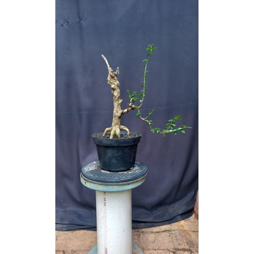 BONSAI POHON SANCANG/PREMNA MICROPHYLA