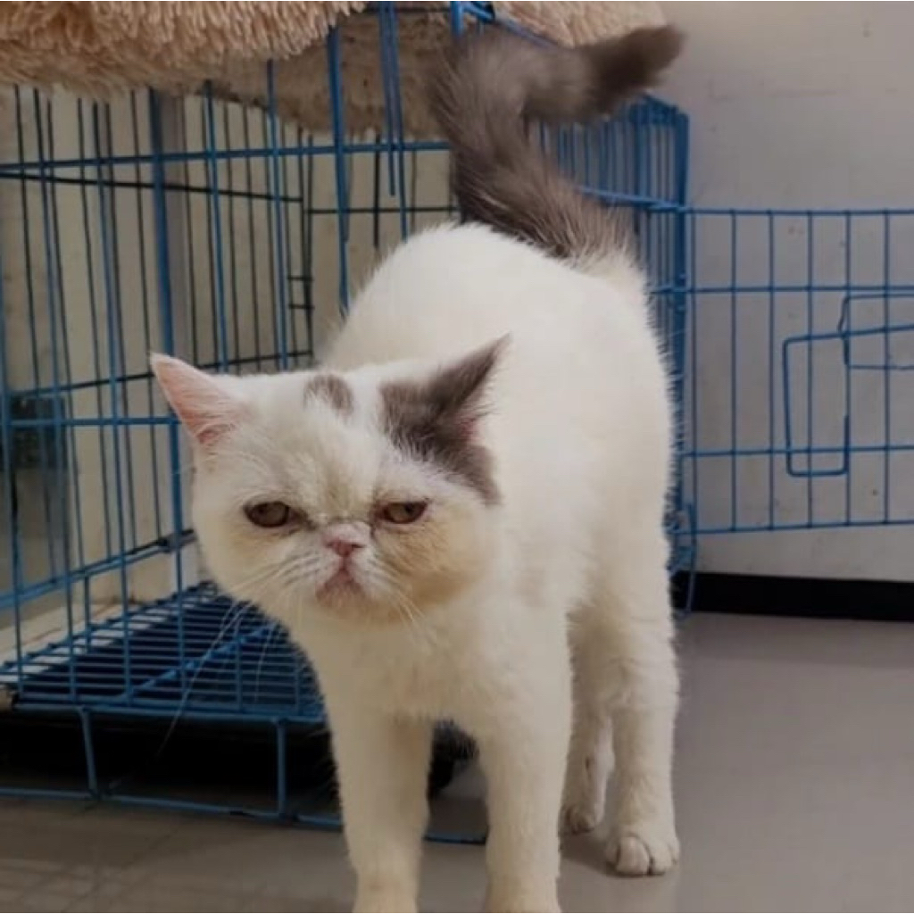 (GOJEK/INSTAN) KUCING PERSIA EXO BETINA 6 BULAN LUCU DAN MANJA