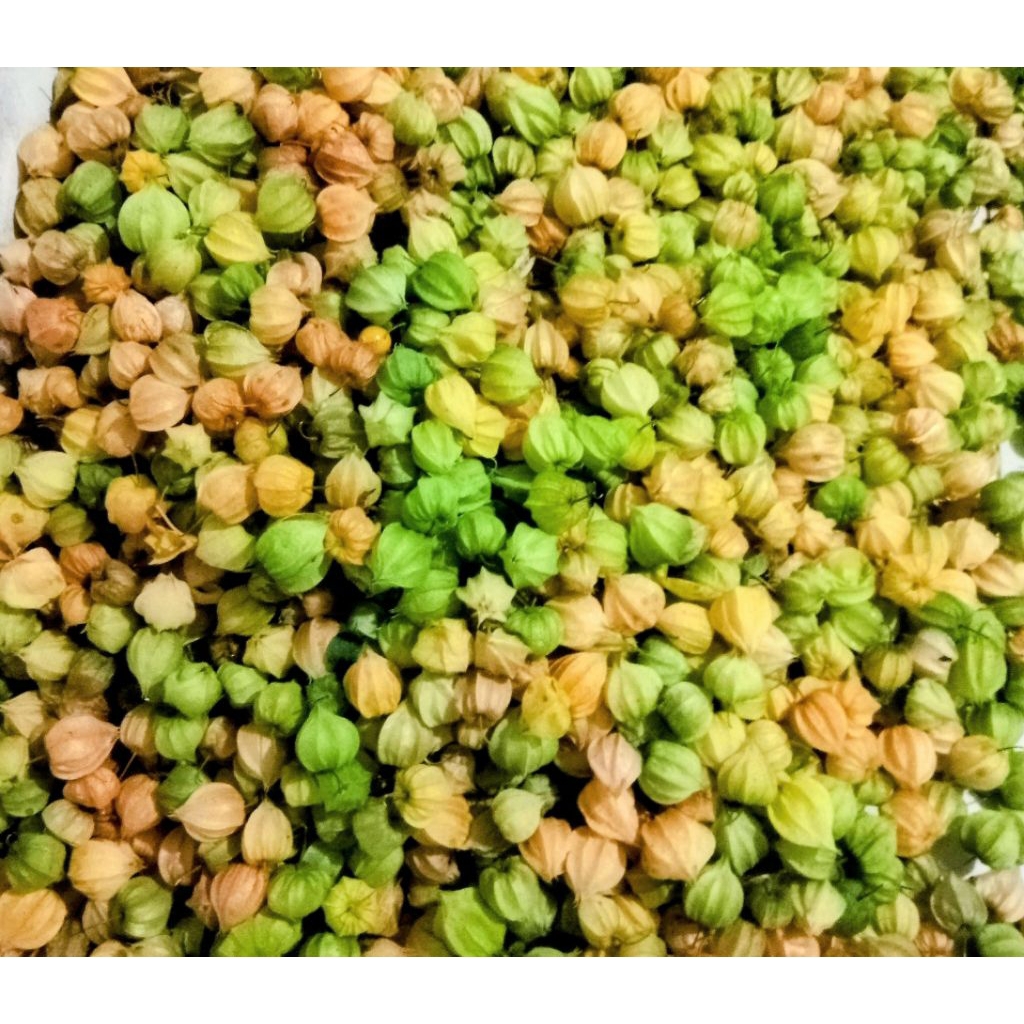 Ciplukan, Cecenet, Golden Berry