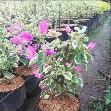 Tanaman Bunga Bougenville Varigata Ungu