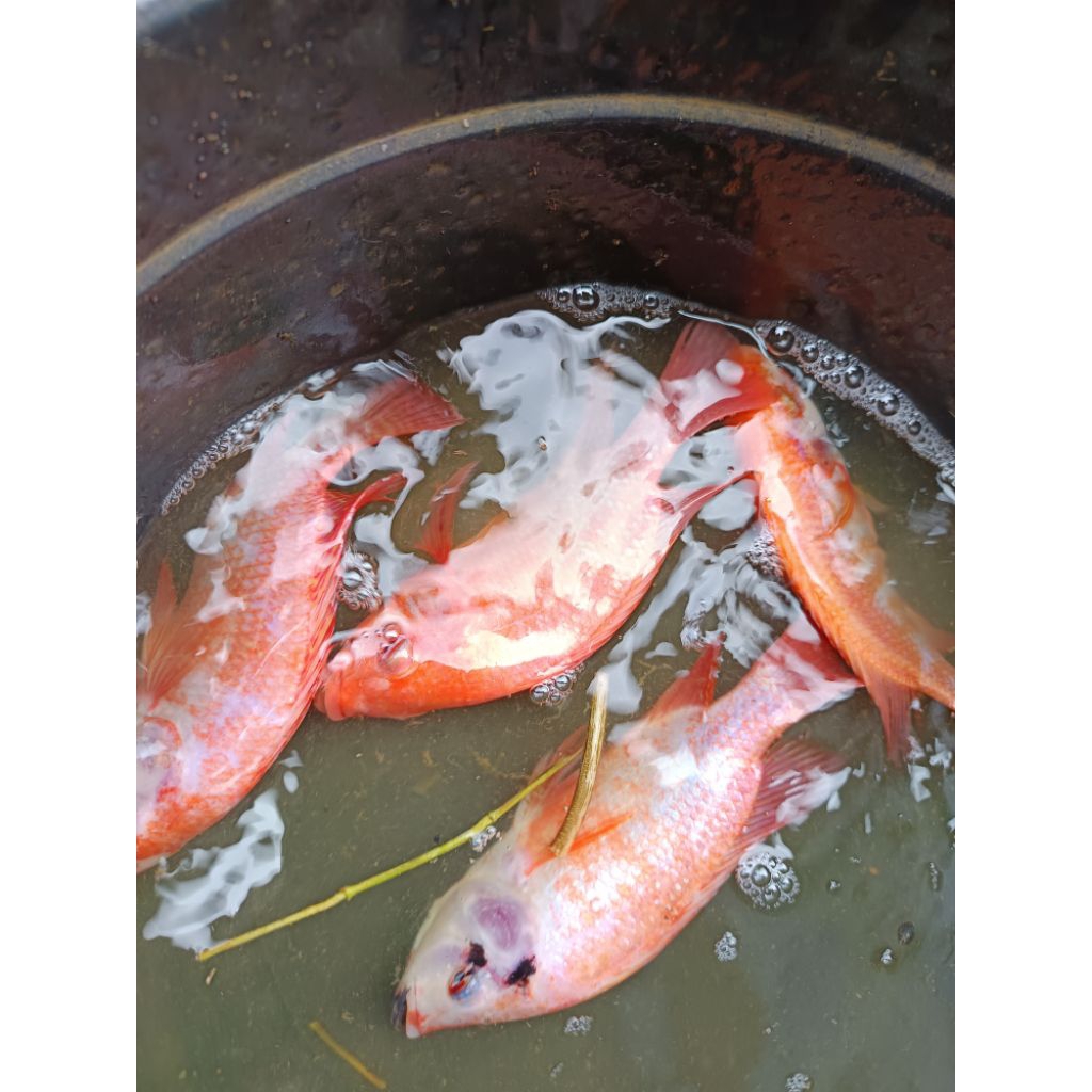 indukan nila merah bangkok paketan 6 ekor