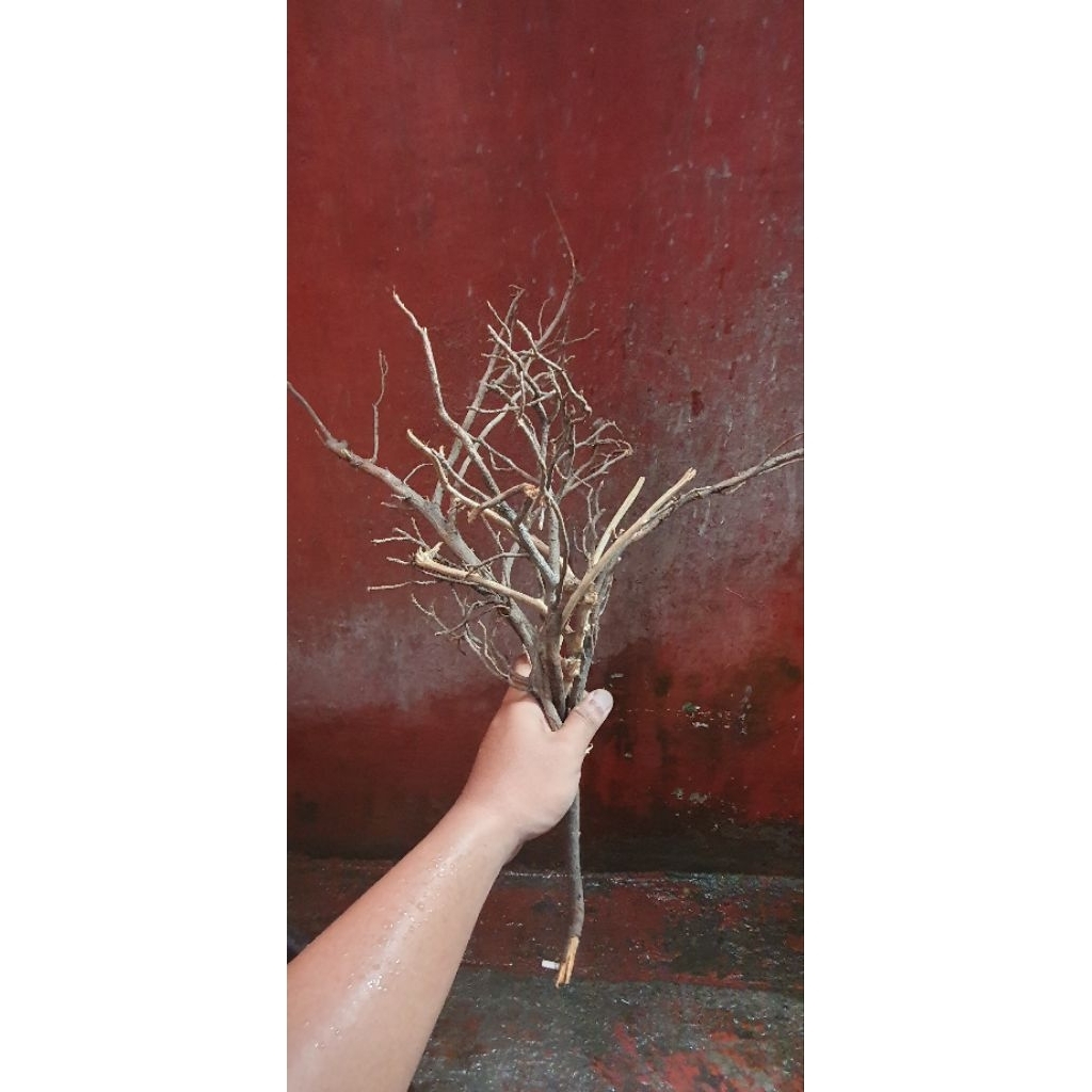 Batang alam aquascape biotop paludarium diorama