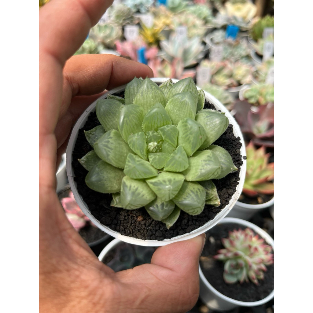 Haworthia obtusa marine