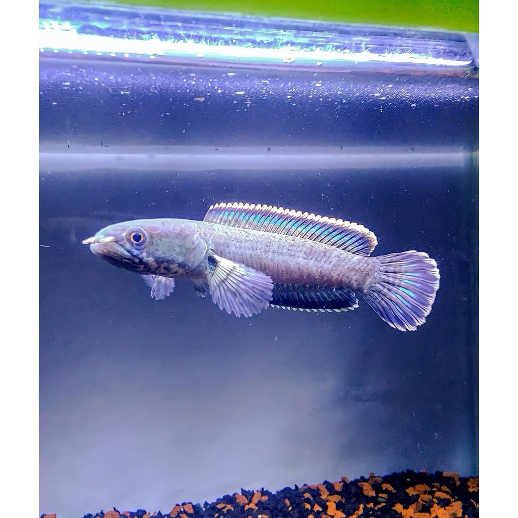 Chana Limbata Rim Tebal Gondrong | Size 10-13cm