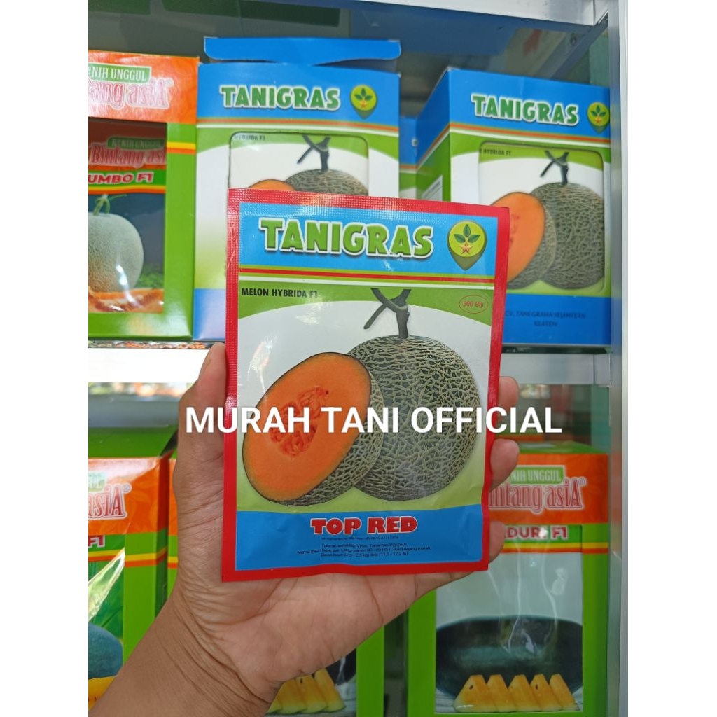Benih Bibit Melon Daging Orange merah Top Red F1, Tahan Virus, Tahan penyakit dan Produksi Tinggi. I