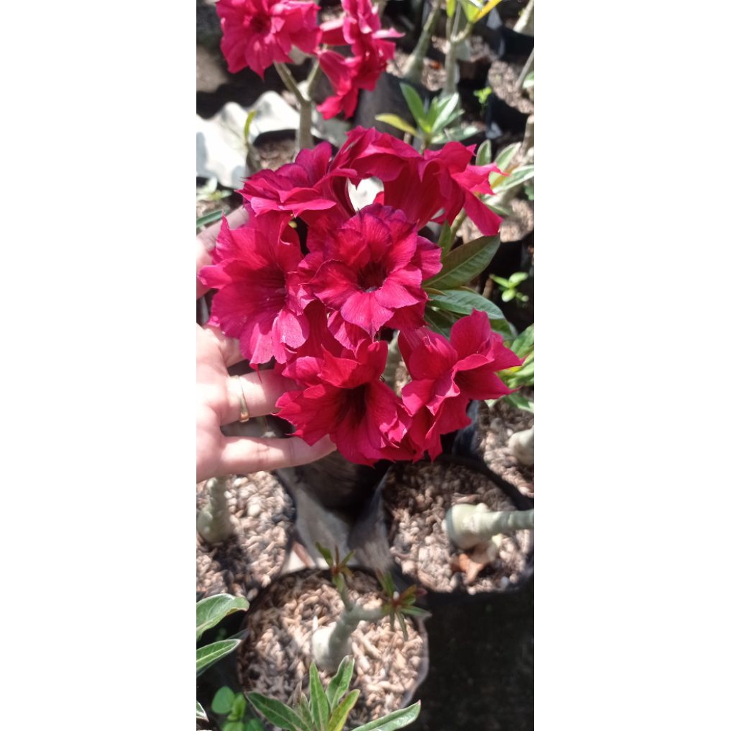 kamboja jepang adenium bunga tumpuk original dari biji termurah