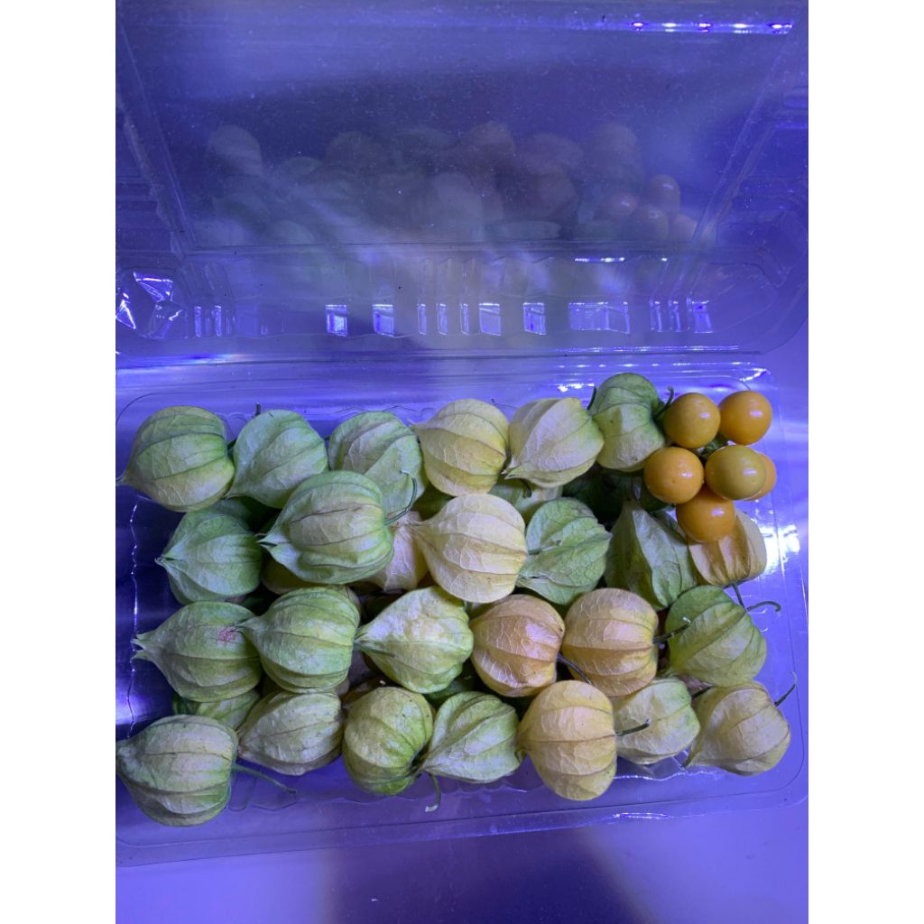 Ciplukan, Cecenet, Golden Berry