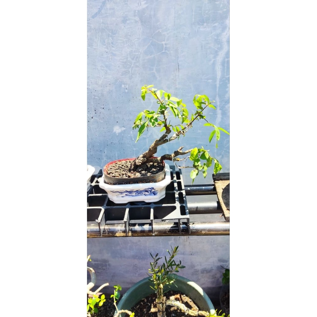 bonsai mustam bahan