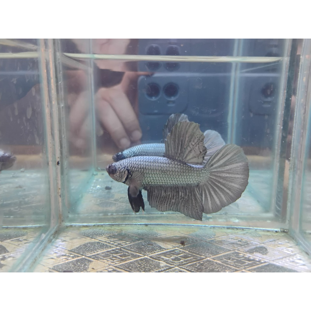 Cupang Giant BO 4.6-5.1 Male