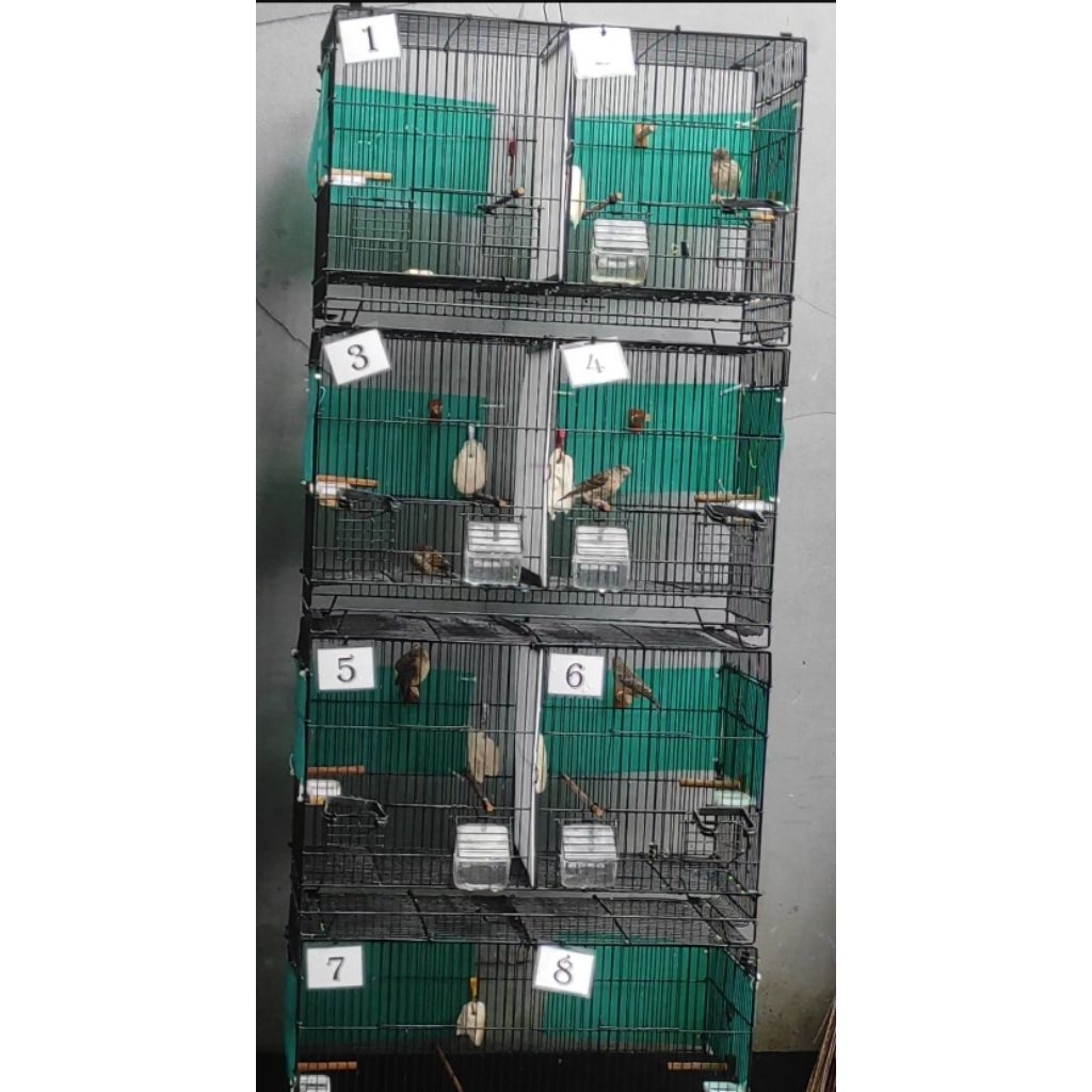 Blackthroat Betina Mapan