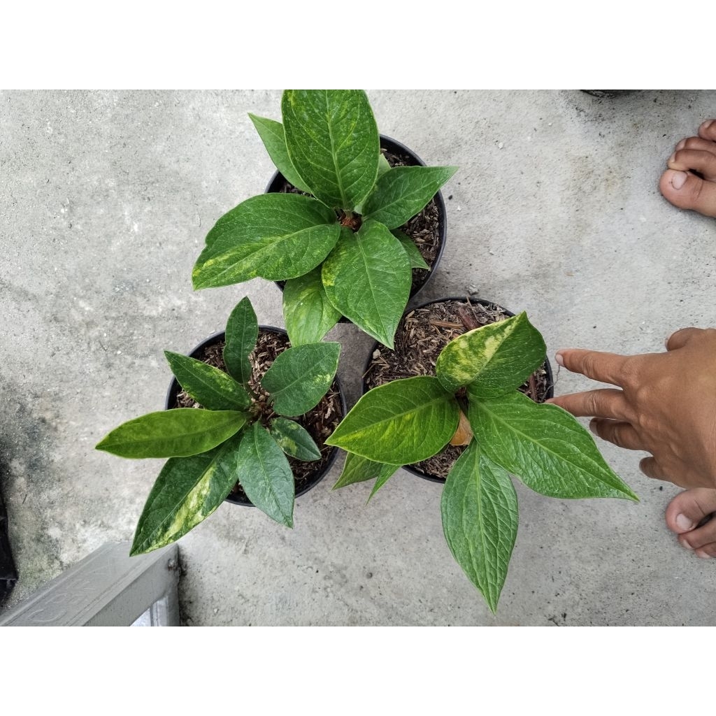anthurium jemani mangkok dan jemani cobra varigata size remaja harga murah