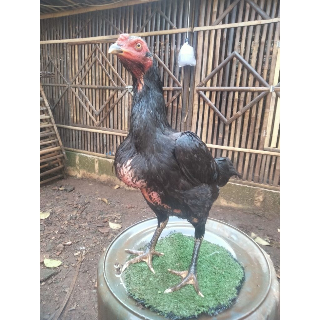 Ayam Biang Pakhoy /Brakot /SuperSpeed/Tehnik