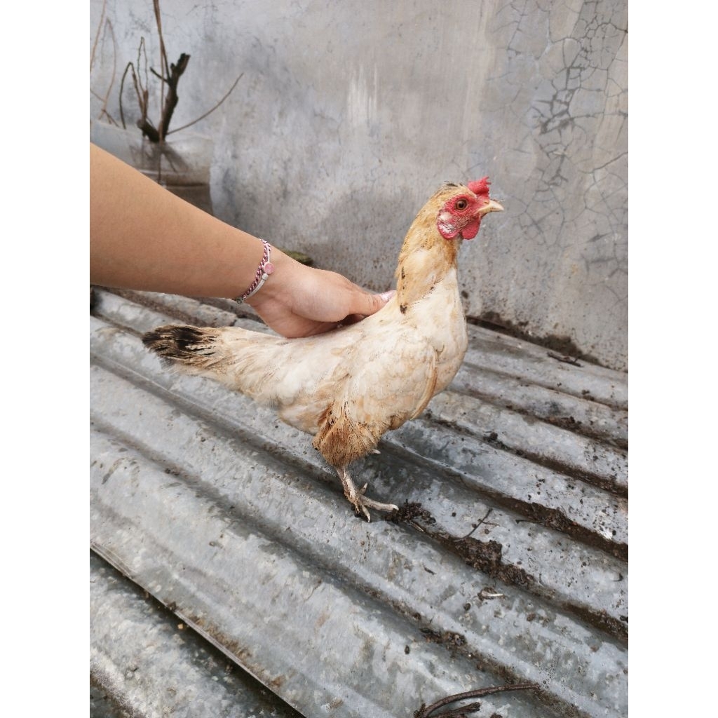 Ayam kate betina telur 1x