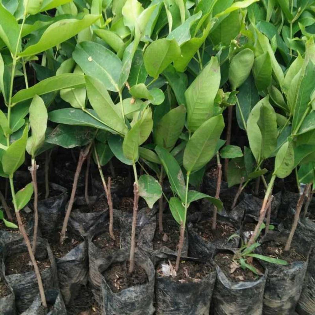 bibit jambu air king rose