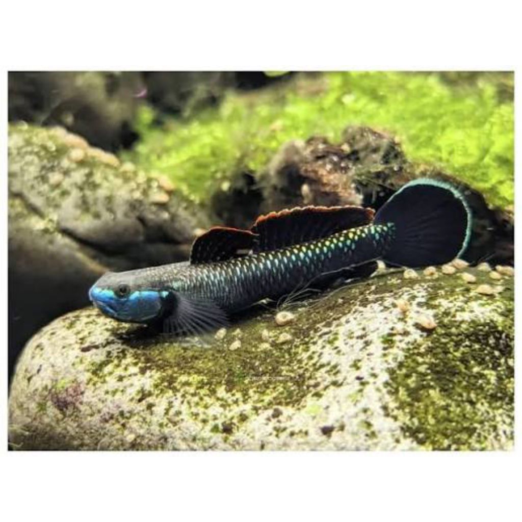Stiphodon Atropurpureus goby (Blue Cobalt Goby)