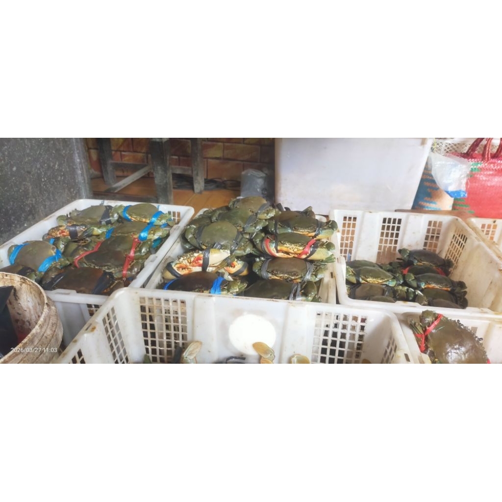 kepiting bertelur