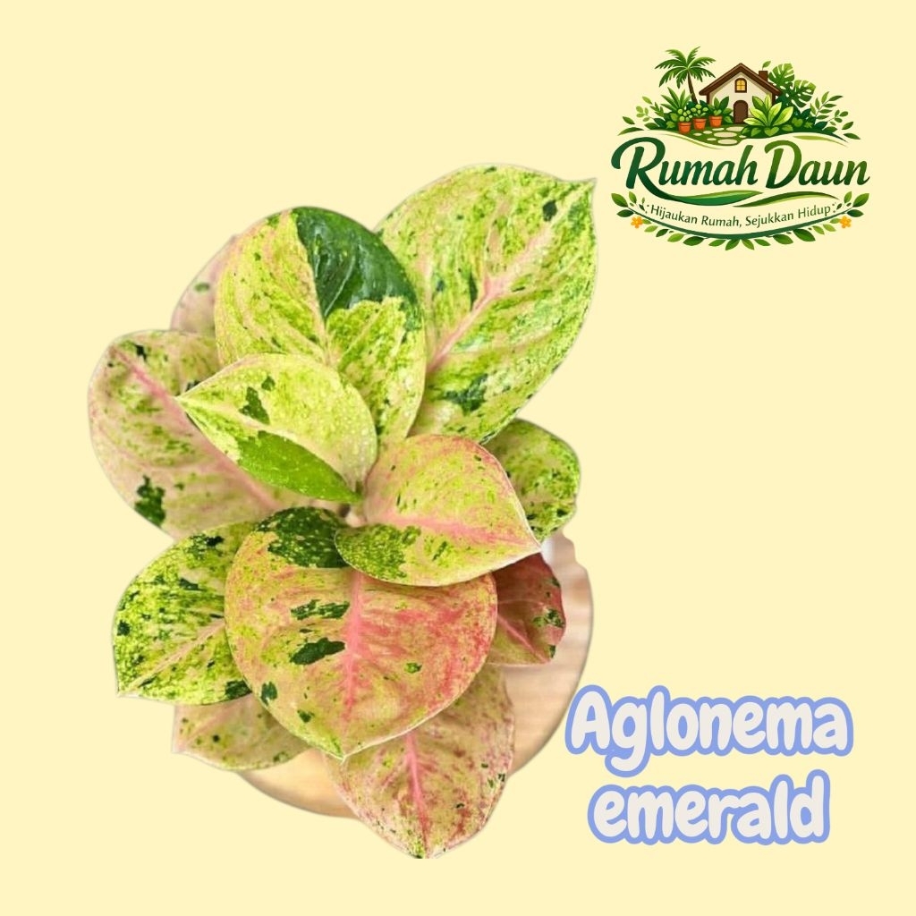 tanaman hias aglonema emerald - aglonema emerald