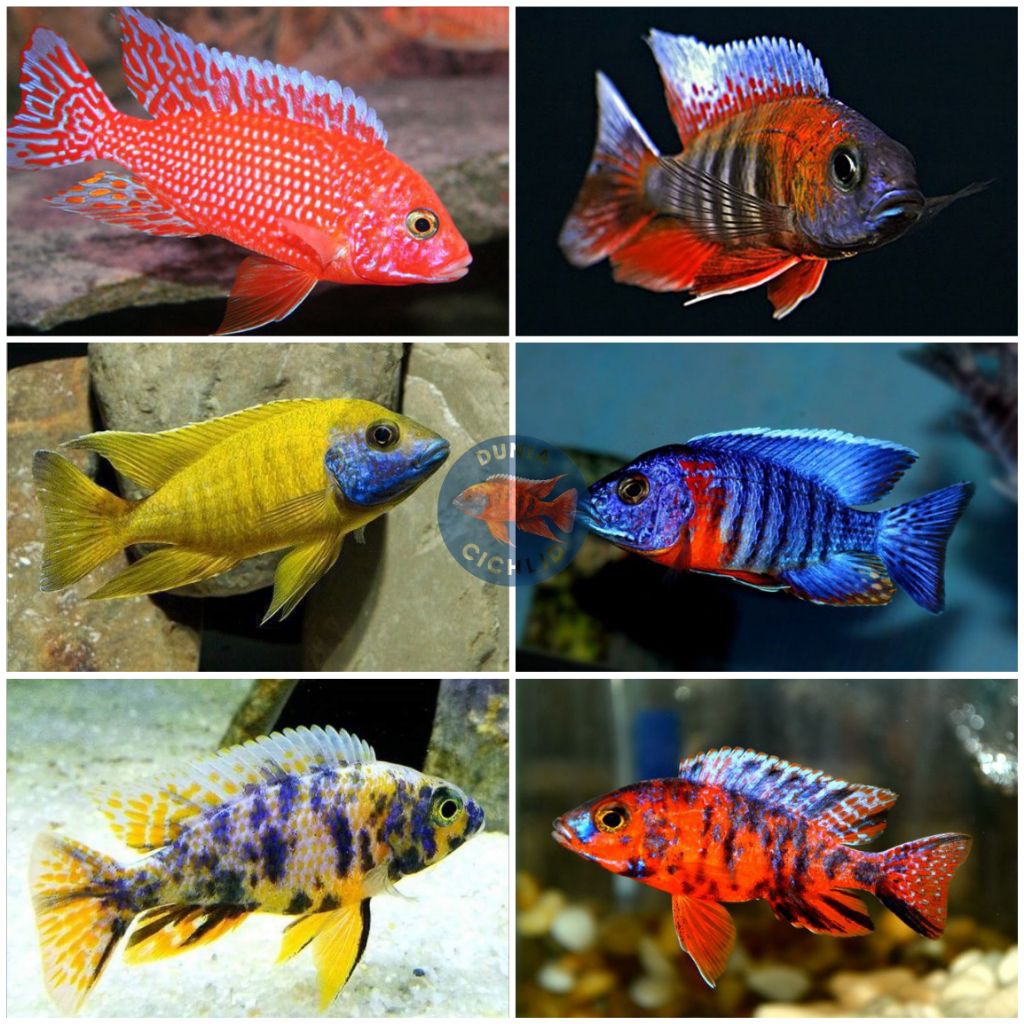 Paket Cichlid Afrika Mix 5 Ekor Gratis 1 Aulonocara / Haps / Mbuna