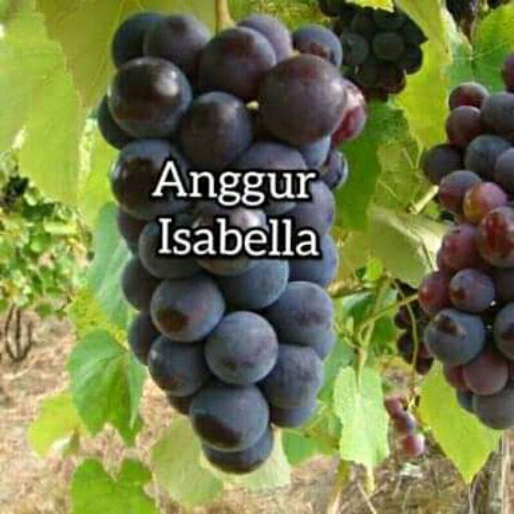Bibit Anggur Isabella | Beli (3)bonus(3)bibit,anggur