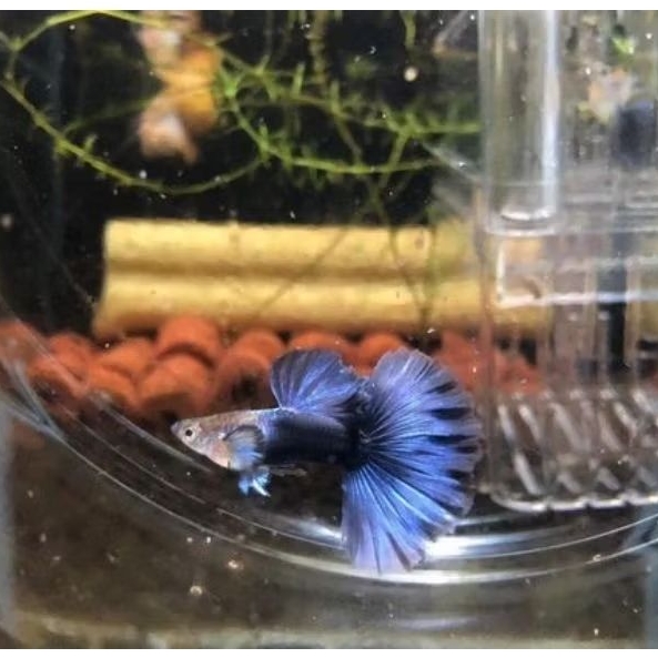 Sepasang Guppy HB Blue / MetalBlue Remaja Mulai Produksi