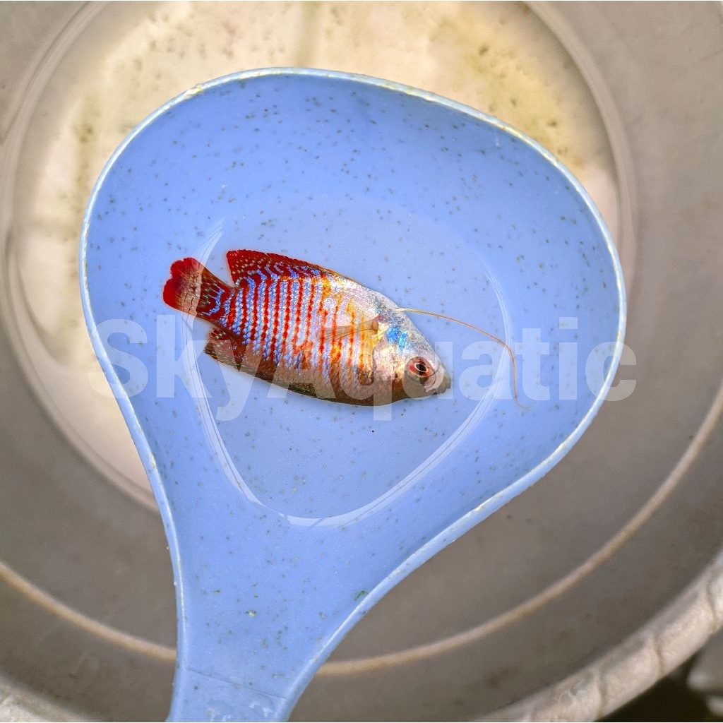 hiasan aquarium ikan hias sepat ralis aquascape