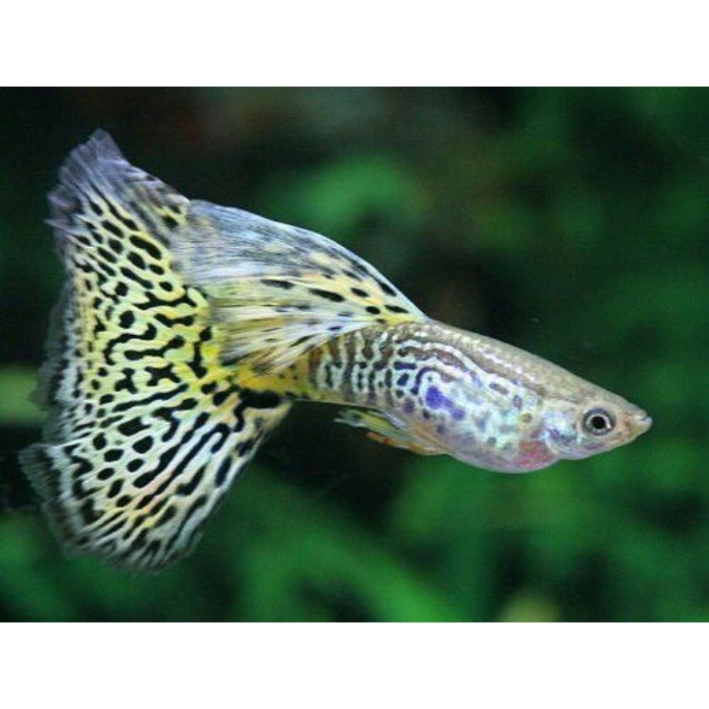 Hiasan Aquarium Yellow Cobra Deta tail Guppy Ikan sepasang indukan