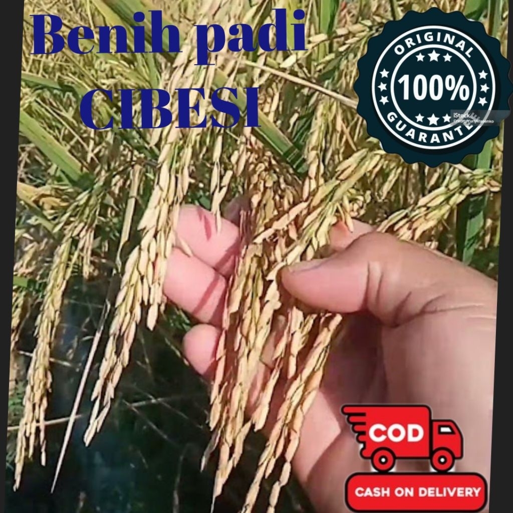 bibit/benih padi CIBESI ORIGINAL kemasan 5 KG